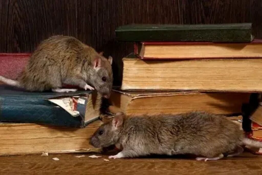 sydney rat pest control