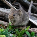 sydney rat pest control